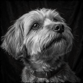 Black and white portrait of a dog with a dark background