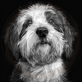 Dog, Shaggy-Haired 2