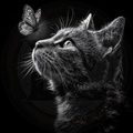 Cat, A Delicate Distraction