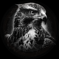 Hawk, Hunter's Focus