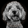 Dog, Goldendoodle 1