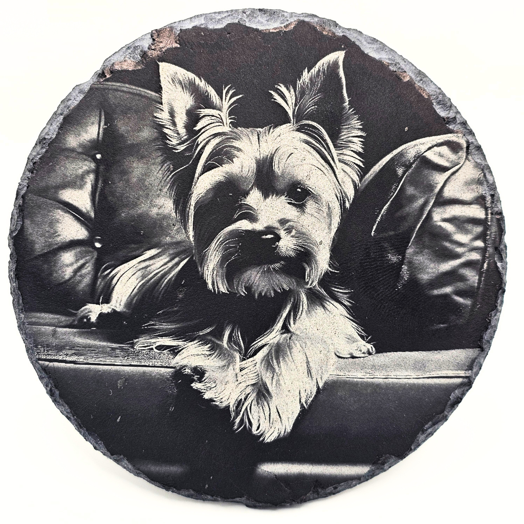 Dog, Yorkshire Terrier 1