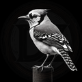 Bird, The Blue Jay Look