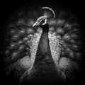 Peacock, The Big Reveal