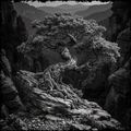 Monochrome image of a twisted tree on a rocky outcrop with a mountainous landscape in the background.