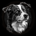 Dog, Border Collie 1