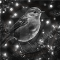 Christmas, Merry Chirpmas