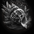 Black and white image of a shell with seaweed and bubbles