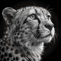 Close-up of a leopard's face on a black background