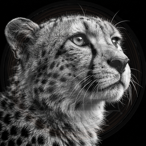 Close-up of a leopard's face on a black background
