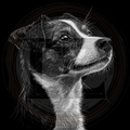 Dog, Jack Russell Terrier 2