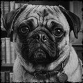 Black and white close-up of a pug dog with a collar and tag.
