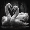 Swan, Two Hearts Beat