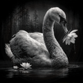 Swan, Flower Delivery