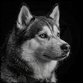 Black and white portrait of a husky dog with a dark background