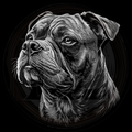 Dog, American Bully 2