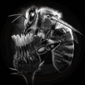 Insect, Fuzzy Business