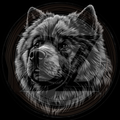 Dog, Chow Chow