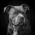Black and white portrait of a dog