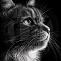 Cat, Beyond the Frame 2