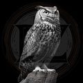 Owl, Owl Capone