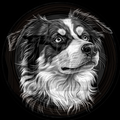 Dog, Border Collie 2