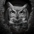 Black and white owl peeking out from a tree hole