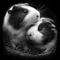 Two guinea pigs sitting together on a black background
