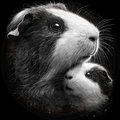 Guinea, Side by Side