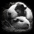 Two guinea pigs lying on a bed of hay against a black background