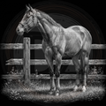 Horse standing in a field with a wooden fence