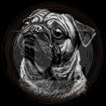Black and white illustration of a pug dog on a dark background