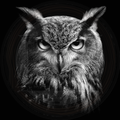 Black and white portrait of an owl