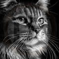 Cat, Beyond the Frame