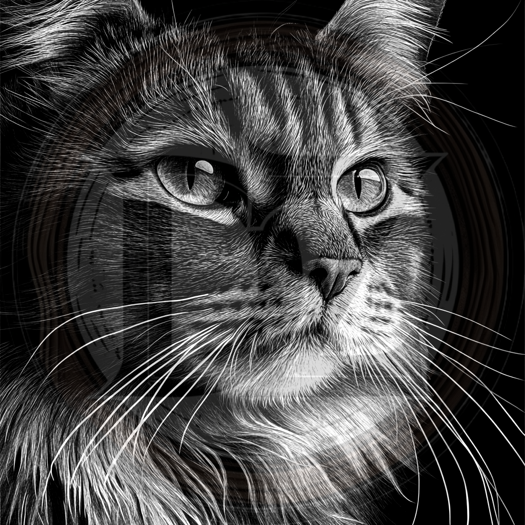 Cat, Beyond the Frame