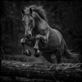 Black and white horse leaping over a log with a dark background