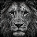Close-up black and white photo of a lion's face