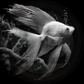 Phantom Angelfish