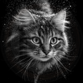 Cat, First Frost Look