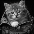 Black and white kitten peeking out from a denim pocket