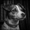 Black and white photo of a dog wearing a collar with 'Terrier' on it, standing in front of bookshelves.