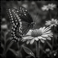 Butterfly on a flower in black and white