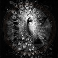 Peacock, Feathered Phantasm