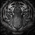 Close-up black and white photo of a tiger's face