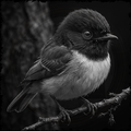 Black and white bird perched on a branch with a dark background
