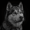 Black and white portrait of a husky dog with a dark background