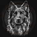 Dog, Belgian Shepherd 1