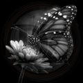 Black and white butterfly on a flower