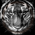 Black and white illustration of a tiger's face on a black background