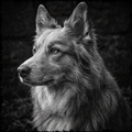 Black and white portrait of a wolf with a dark background